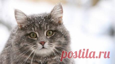 Эх, зима... | KotoMail.ru