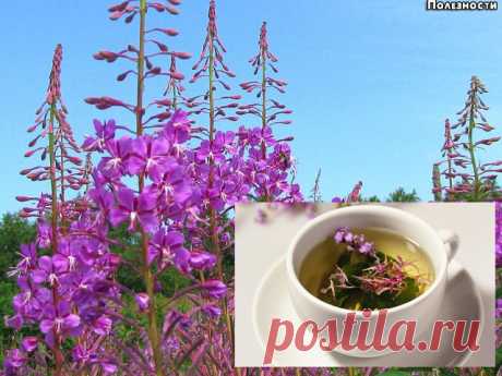 ВСЯ ИНФОРМАЦИЯ ПРО ИВАН-ЧАЙ 

 10 ИНТЕРЕСНЫХ ФАКТОВ ПРО ИВАН-ЧАЙ: 
1. Петр Александрович Бадмаев — лекарь, занимающийся изучением Иван-чая, прожил сто десять лет, и за десять лет до смерти в очередной раз познал радость отцовства. 
2. В Иван-чае содержится в шесть с половиной раз больше витамина С, чем в любом лимоне. 
3. В конце 1941 года вместо того, чтобы двигаться к Ленинграду, Гитлер отдал приказ направить танки в селенье Копорье, чтобы уничтожить экспериментальную ла...