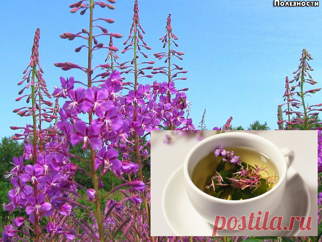 ВСЯ ИНФОРМАЦИЯ ПРО ИВАН-ЧАЙ 

 10 ИНТЕРЕСНЫХ ФАКТОВ ПРО ИВАН-ЧАЙ: 
1. Петр Александрович Бадмаев — лекарь, занимающийся изучением Иван-чая, прожил сто десять лет, и за десять лет до смерти в очередной раз познал радость отцовства. 
2. В Иван-чае содержится в шесть с половиной раз больше витамина С, чем в любом лимоне. 
3. В конце 1941 года вместо того, чтобы двигаться к Ленинграду, Гитлер отдал приказ направить танки в селенье Копорье, чтобы уничтожить экспериментальную ла...