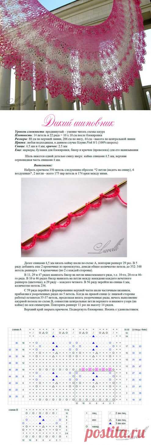 Дикий шиповник