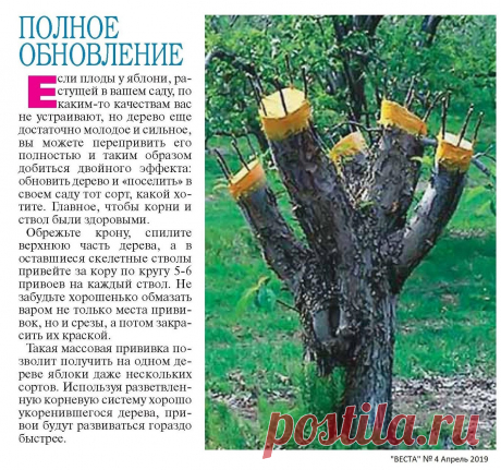 Полное обновление яблони
