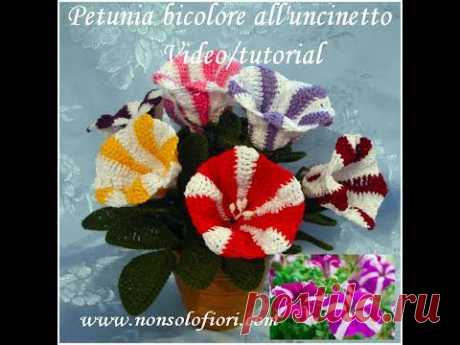 Petunia bicolore all'uncinetto