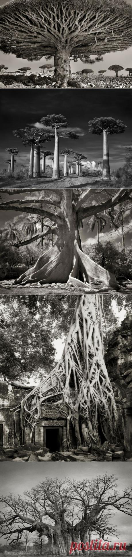 Женщина посвятила жизнь фотографированию самых старых деревьев в мире