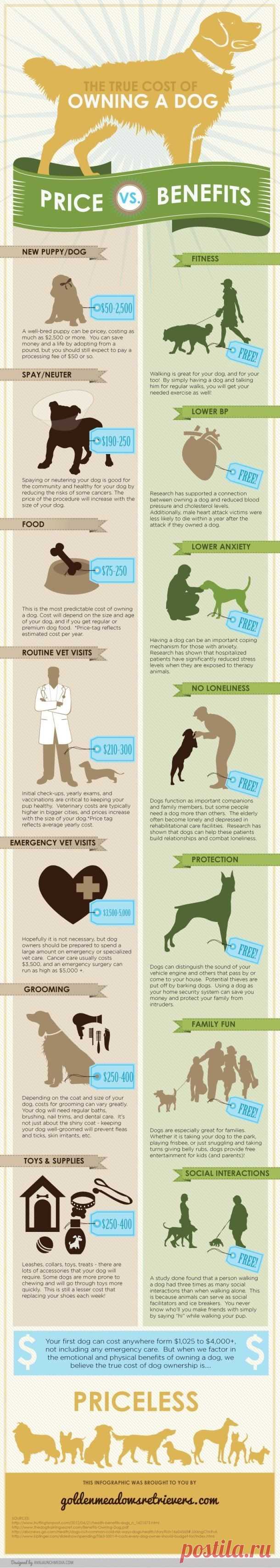 Cost and benefits of owning a dog.