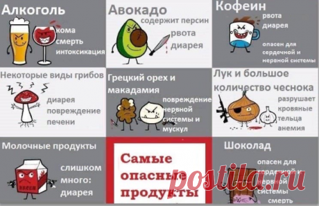 ЗАПРЕЩЁННЫЕ, ОПАСНЫЕ И НЕЖЕЛАТЕЛЬНЫЕ ПРОДУКТЫ В ПИТАНИИ КОШЕК

Данная подборка будет полезна тем, кто планирует кормить кошку натуральной пищей и пытается разобраться в многообразии возможных диет и рецептов. А так же для тех - кто, несмотря на многократные предупреждения, не может удержаться и время от времени даёт кошке «лакомство» со стола.

Запомните, кошкам нельзя:

жирное

жареное

острое

копченое

пряное

соленое

сладкое


Избыток консервантов, соли, специй привод...