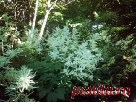Kumpulan: Ботанический сад в Хельсинки - Best-Gardens
