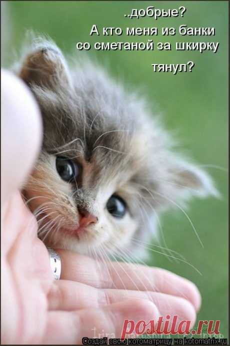 Котоматрица: Круть
