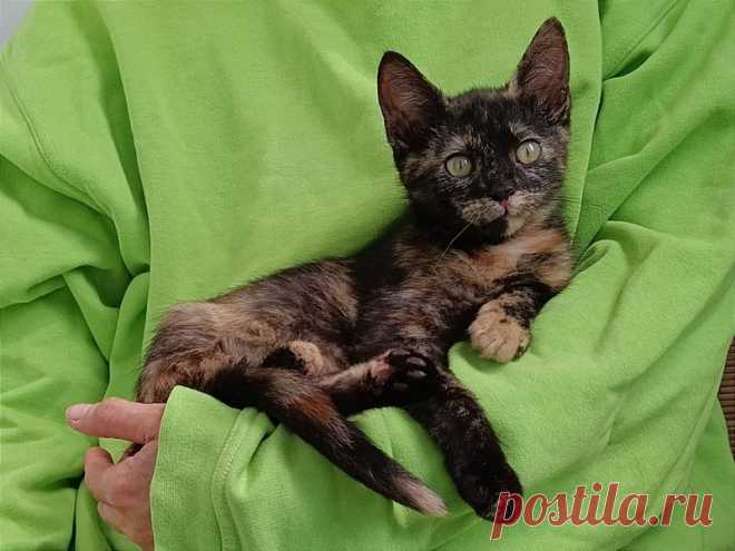 Котенок-девочка (3 мес.) Черепашка в добрые руки (Москва) – "ЗВЕЗДЫ В ЗАЩИТУ ЖИВОТНЫХ", пользователь Ольга Бавилина | Группы Мой Мир
