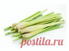 Сафлор: полезные свойства и противопоказания растения и семян, применение