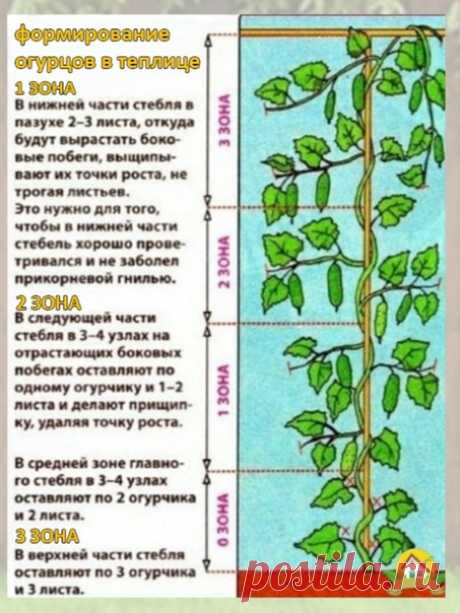 Запись Алины Уксусовой Cxемa фopмиpoвaния oгypечныx плетей которая вам обязательно понадобится!
