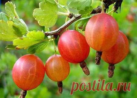 Полив кустарников смородины и крыжовника горячей водой