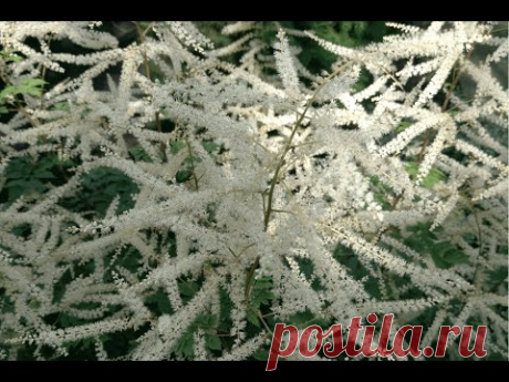 Волжанка, арункус "Туманное кружево" (Aruncus "Misty Lace")