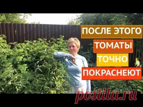 ПОЧЕМУ НЕ КРАСНЕЮТ ТОМАТЫ И КАК РЕШИТЬ ЭТУ ПРОБЛЕМУ!!