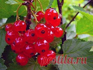 Красная смородина – посадка и уход, фото красной смородины, обрезка и размножение красной смородины; описание сортов красной смородины