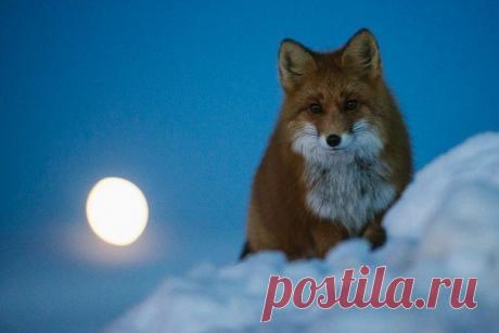 Лис на фоне восходящей луны.