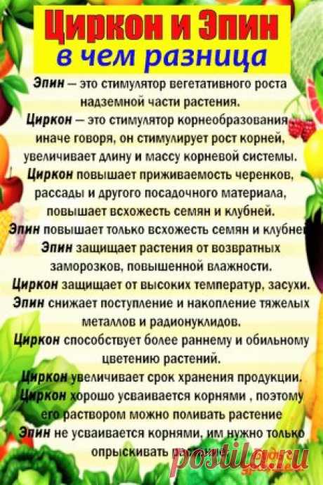 📌ЦИРКОН и ЭПИН #цирконы #эпин #стимулятордляроста #огород... | Интересный контент в группе Будь с урожаем!