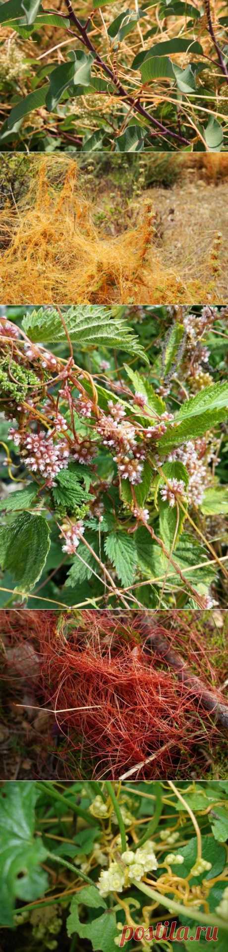 Повилика. Растение. Сорняк, паразит, вредитель. Борьба. Фото. - Ботаничка.ru