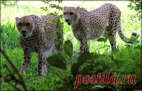 флора и фауна танзании – Google Поиск