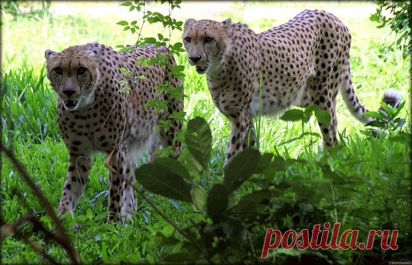 флора и фауна танзании – Google Поиск