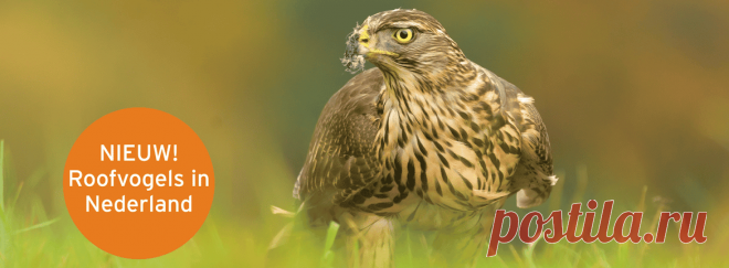 Birds of Prey Course in the Netherlands | Bird Protection