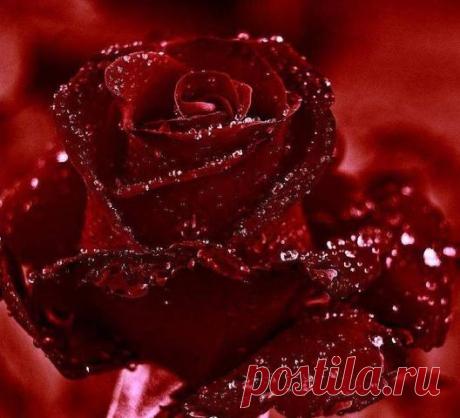 Любовь Тарасова
54 года, Россия, Москва