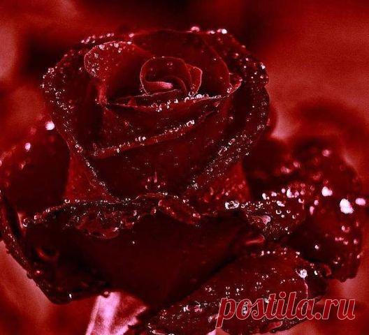 Любовь Тарасова
54 года, Россия, Москва