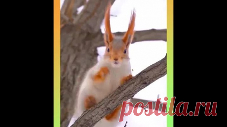 Рыжая белка крупным планом — модаль!🤣👍👍👍😍😍😍❤❤❤