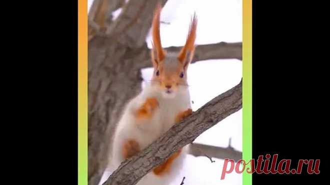 Рыжая белка крупным планом — модаль!🤣👍👍👍😍😍😍❤❤❤