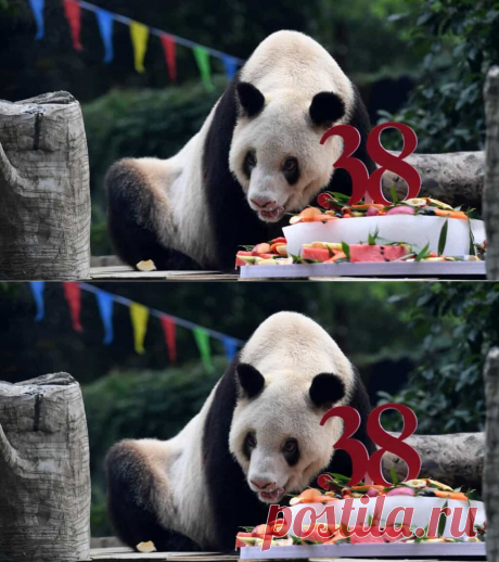 Morreu Xin Xing, a panda gigante mais velha do mundo