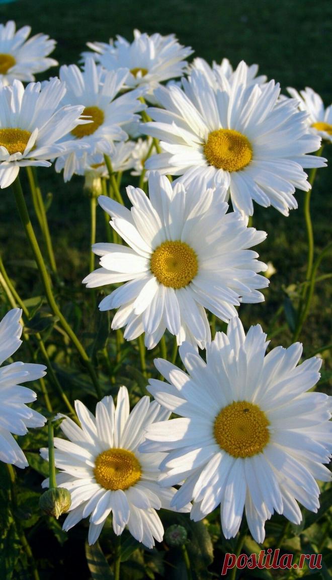 Пин на доске яРОМАШЕЧКИ