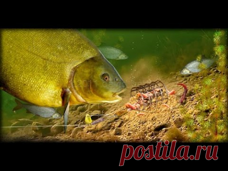 Супер уловистое картофельное тесто для карася, леща, карпа.