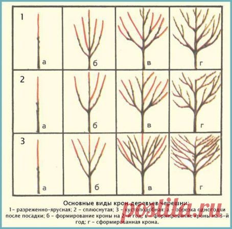 Обрезка черешни весной – схемы, инструкции и видео для начинающих