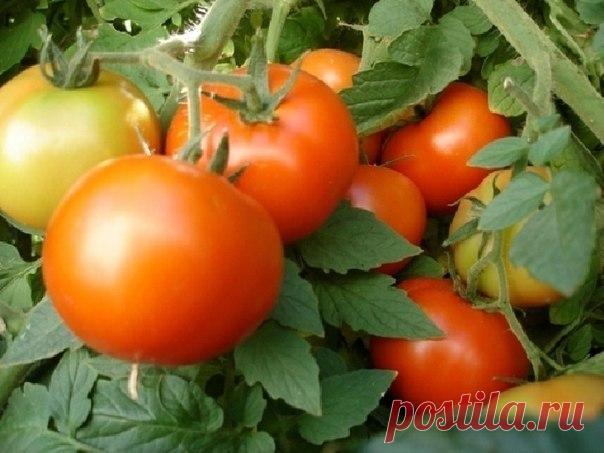 Фурацилин от фитофторы 

Долгое время мучилась с фитофторой , одна старенькая бабушка посоветовала мне опрыскивать помидоры раствором обычного фурацилина ! Делала я так , мельчила 10 таблеток фурацилина в 10 литрах воды ( раствор можно хранить долгое время в тёмном прохладном помещении) и обрабатывала мои помидорки ! 1- раз до цветения , 2- раз как появится завязь , 3- раз в начале осени когда остаются зелёные помидорки ! После этого у меня проблемы с фитофторой исчезли !