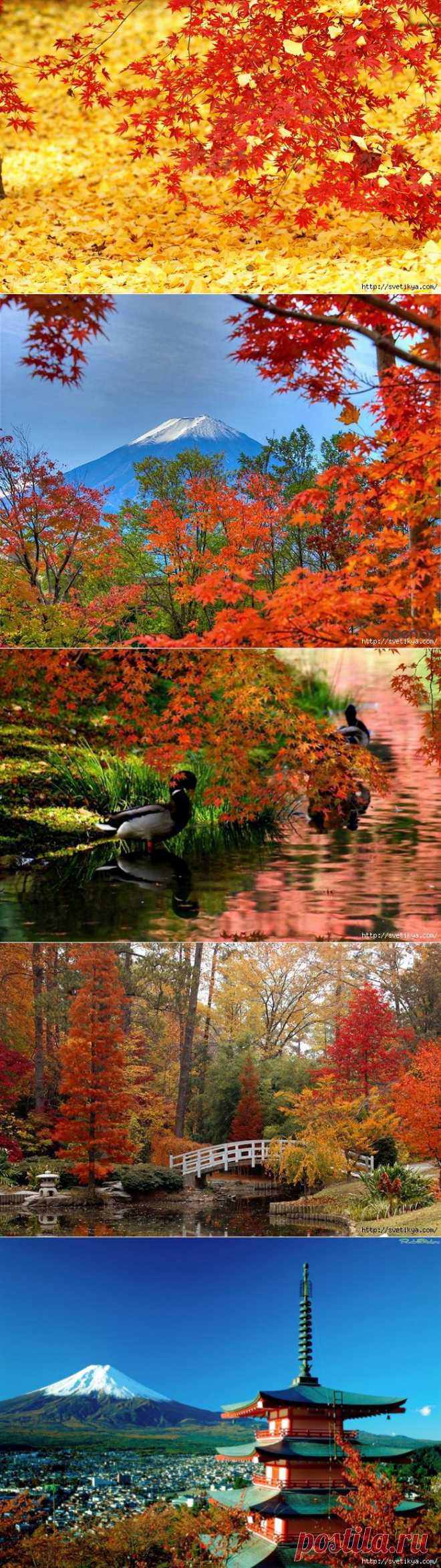 Осенью в Японии начинается сезон момидзи.
В русском языке закрепилось два значения этого слова.
Это, во-первых, название японского клёна, а во-вторых, так называют любование осенней листвой.
Это очень важная японская традиция, такая же как любование сакурой весной.