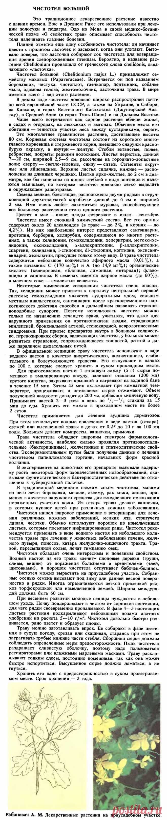 Чистотел большой
