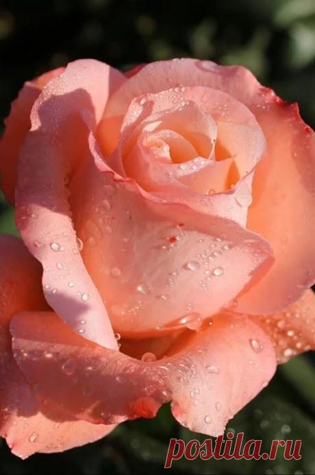 (1) Pinterest
