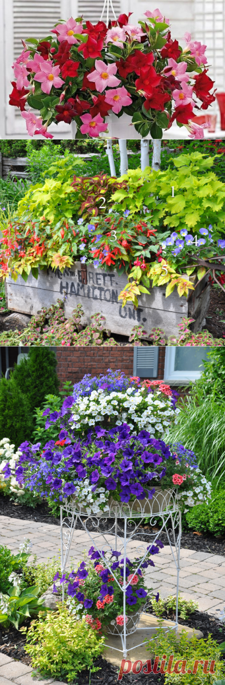 ИДЕИ КОНТЕЙНЕРНОГО САДОВОДСТВА, КОТОРЫЕ ЗАХОЧЕТСЯ ПОВТОРИТЬ НА СВОЕЙ ДАЧЕ — Мир Растений