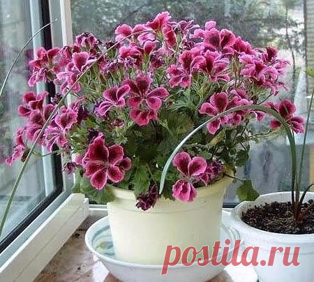 чтобы герань радовала цветением....нужна капля йода   =)