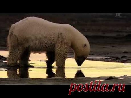 Wild Russia - 2 - Arctic (Россия: От Края До Края - Арктика) - 3/3