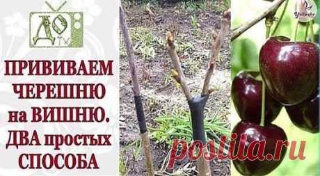 Как привить черешню на вишню?