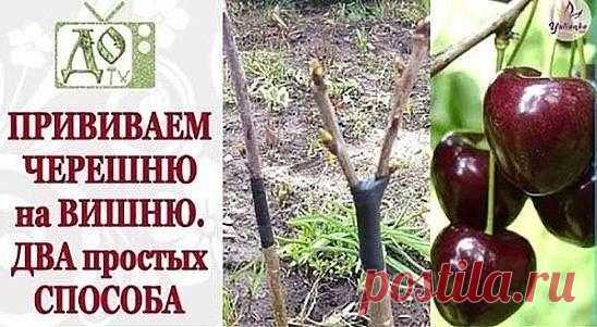 Как привить черешню на вишню?