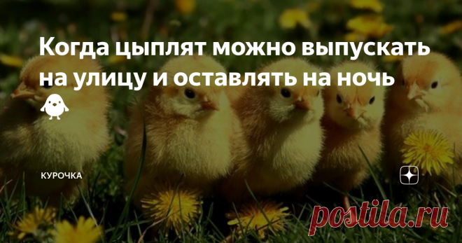 Когда цыплят можно выпускать на улицу и оставлять на ночь 🐥 Добрый день, опытные и начинающие птицеводы! Когда цыплят можно выпускать на улицу и оставлять на ночь в курятнике? Уход за цыплятами включает в себя и обеспечение для них места для выгула, потому что свежий воздух полезен для их здоровья. К тому же на выгуле молодняк сможет поклевать свежую траву, найти себе червячков или насекомых. В результате будут экономиться корма, а цыплята получат дополнительные питательн...