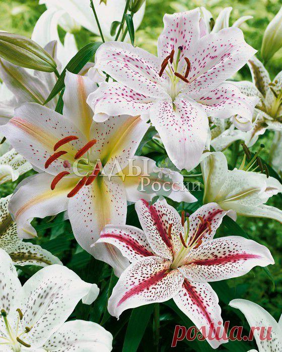 Набор Лилий:Мускадет, Диззи, Праздник в саду. - Набор лилий - Луковичные, корневища - Саженцы почтой, семена почтой от НПО Сады России (Сад и огород). Продажа плодовых саженцев. Интернет-магазин саженцев. - Научно-производственное объединение «Сады России»