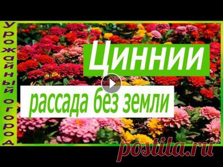 !!!!!СМОТРИТЕ ТАК ЖЕ!!!! https://youtu.be/TEWTY_e5CeI - ►РАССАДА ПРЯНЫХ ТРАВ БЕЗ ЗЕМЛИ! https://youtu.be/RHtlgofxtDs - ►РАССАДА КАБАЧКА И ТЫКВЫ БЕЗ ЗЕ...
