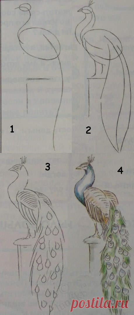 Kids art. Drawing lessons for beginners - A PEACOCK / How to…