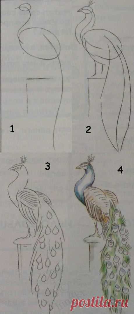 Kids art. Drawing lessons for beginners - A PEACOCK / How to…