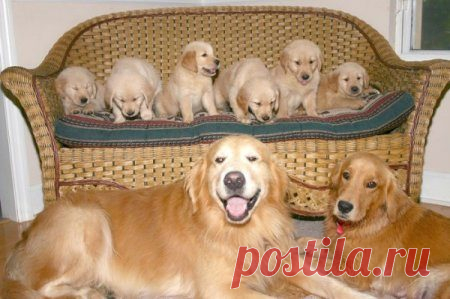 Очаровательные щенки и их гордые родители