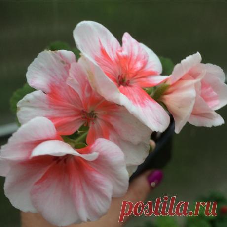 Раиля Загидуллина