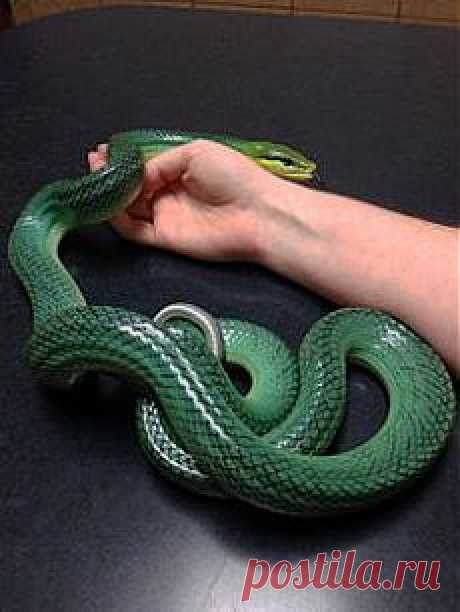 змеи