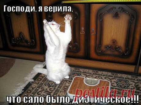 Популярные записи по теме «кошечки»